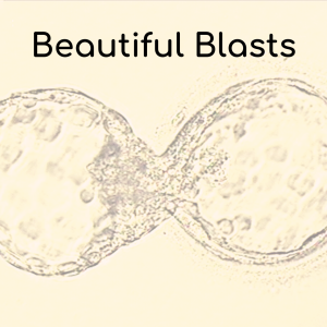 Beautiful blastocyst