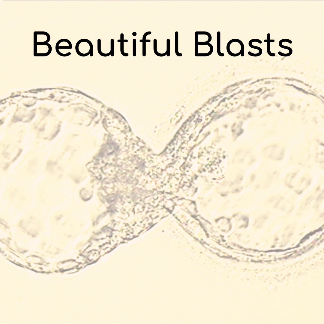 Beautiful blastocyst