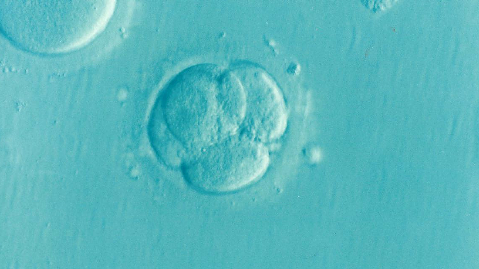 mosaic-embryos