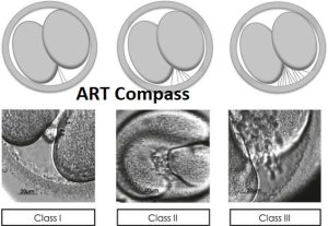 Cleavage Stage Embryos